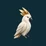 KokoTrail cockatoo